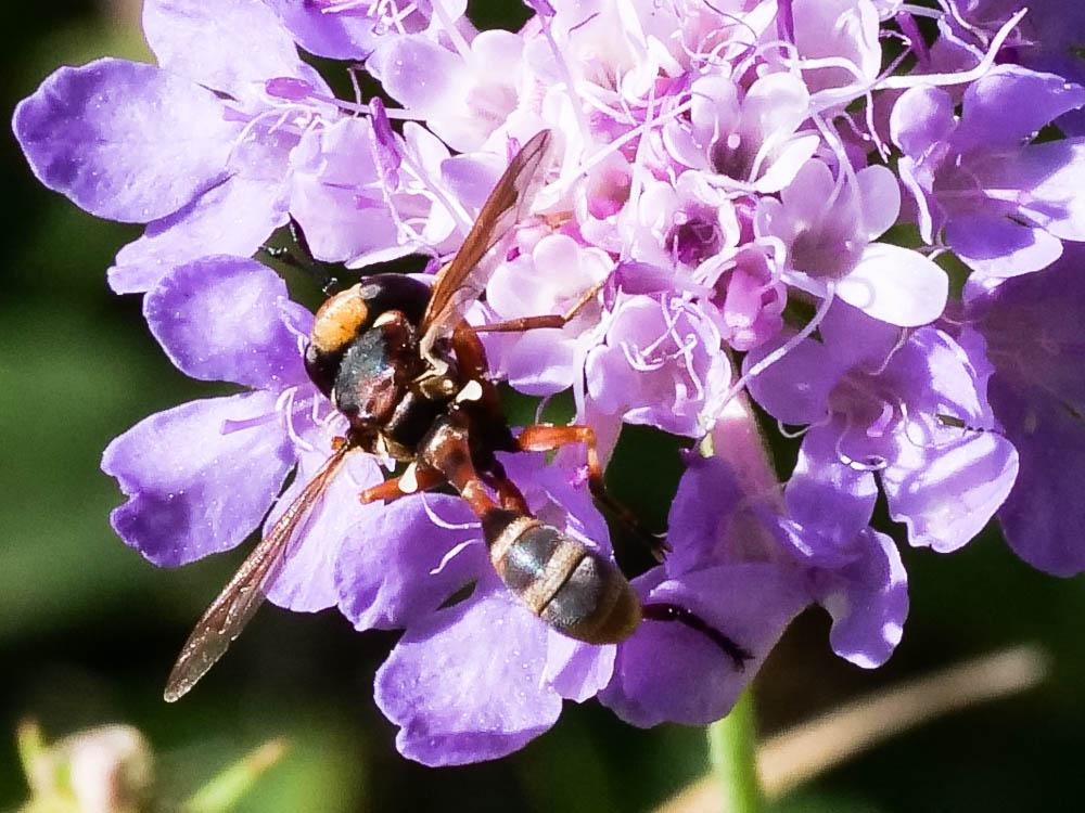 Physocephala vittata (Fabricius, 1794)