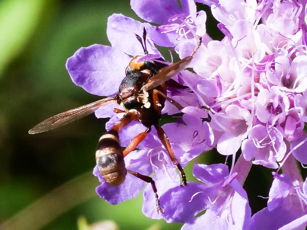 Physocephala vittata (Fabricius, 1794)