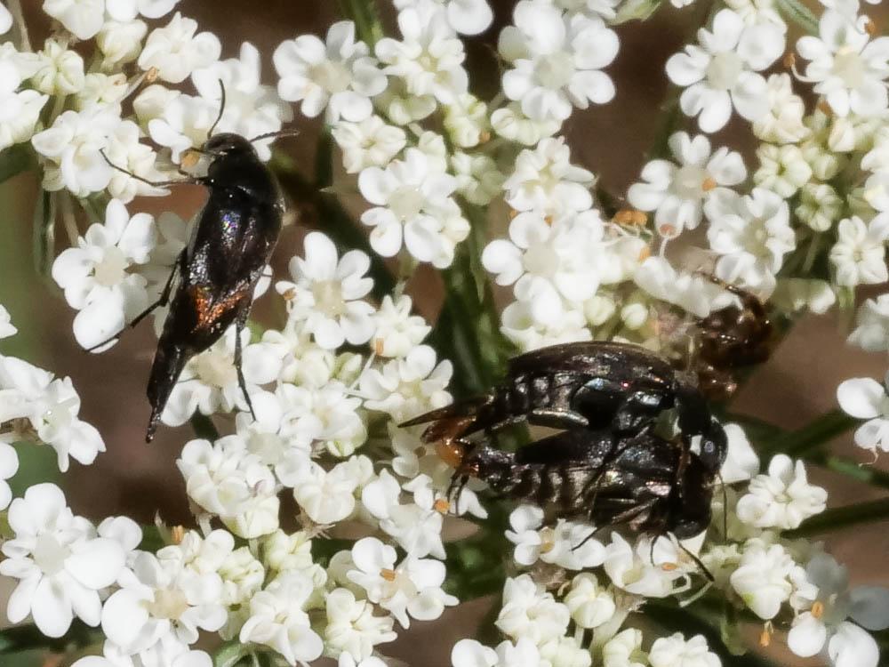 Mordellidae Latreille, 1802