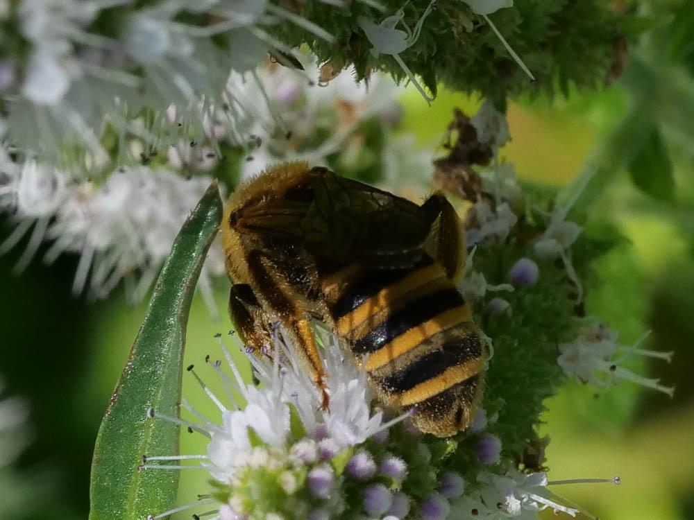 Halictus scabiosae (Rossi, 1790)