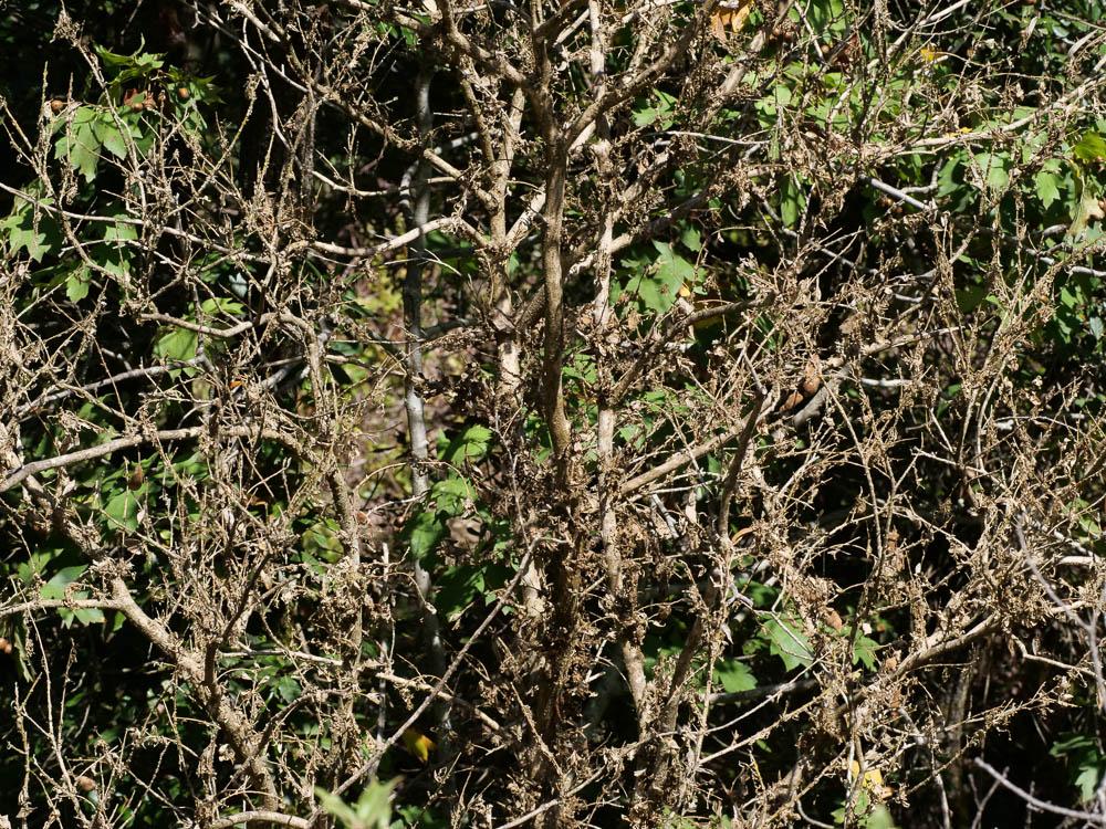 Buis commun, Buis sempervirent Buxus sempervirens L., 1753