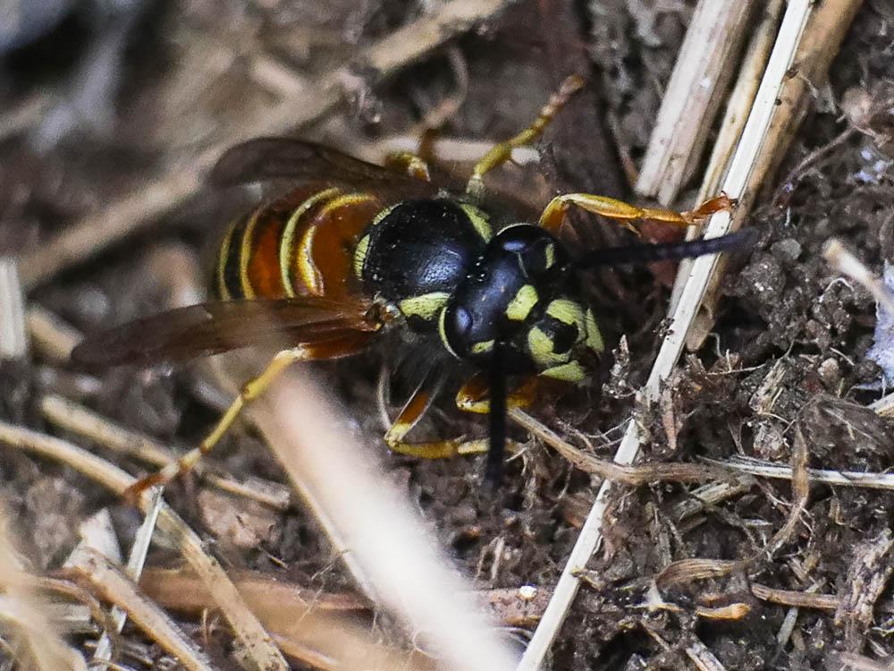 Guêpe rousse Vespula rufa (Linnaeus, 1758)