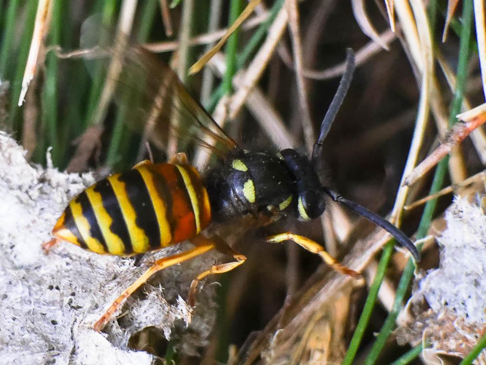 Guêpe rousse Vespula rufa (Linnaeus, 1758)