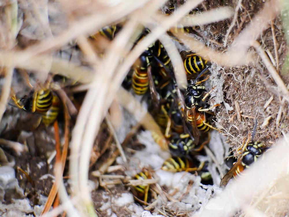 Guêpe rousse Vespula rufa (Linnaeus, 1758)