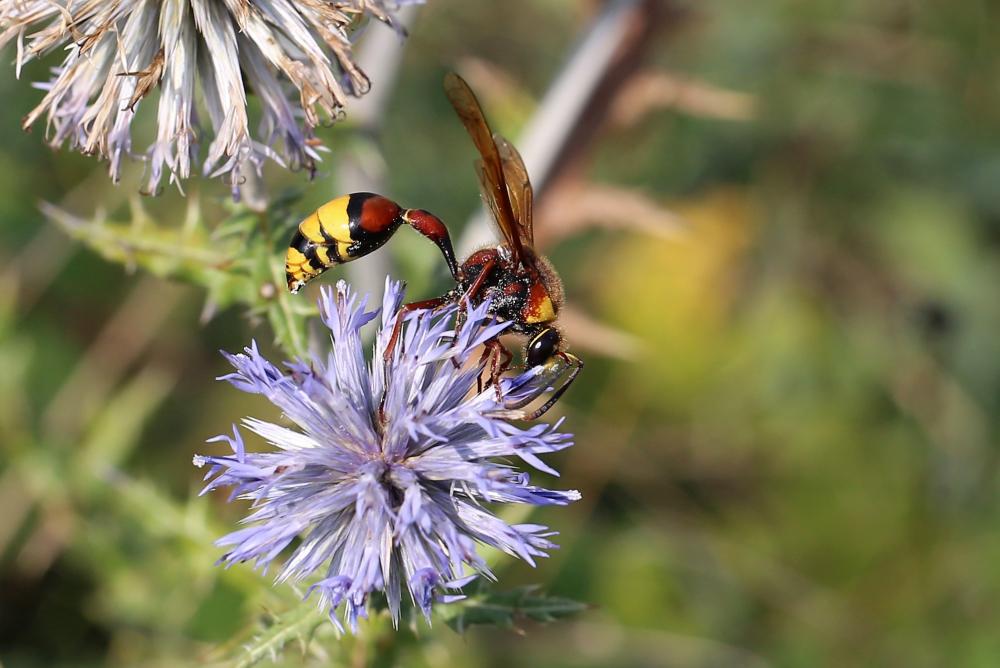 Delta unguiculatum (Villers, 1789)