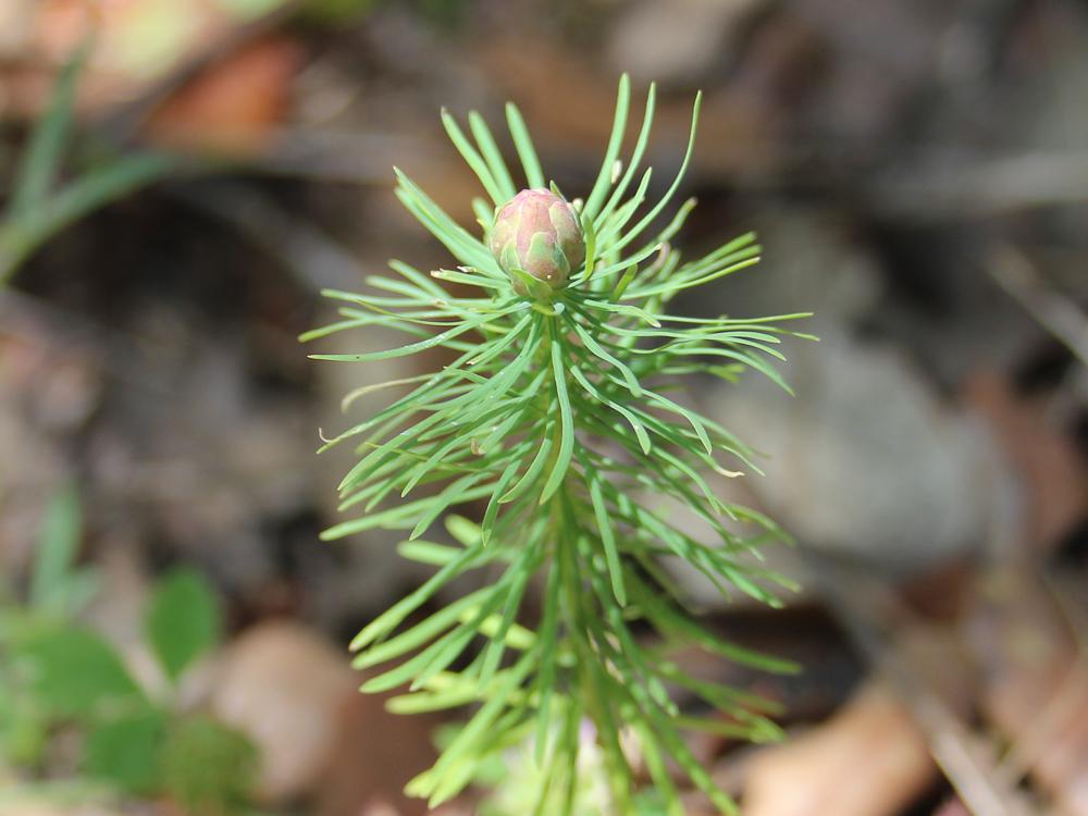  Spurgia euphorbiae (Vallot, 1827)