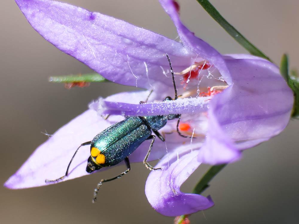  Clanoptilus elegans (Olivier, 1790)
