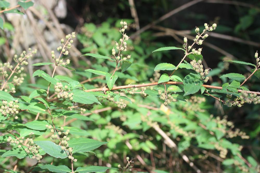 Deutzia Deutzia scabra Thunb., 1781