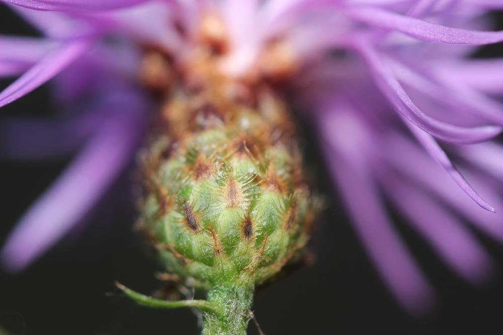 Centaurée de Debeaux Centaurea decipiens Thuill., 1799