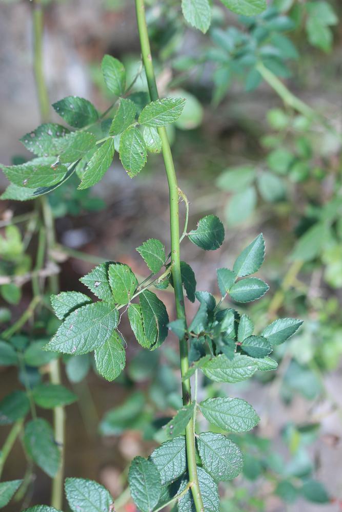 Rosier à nombreuses fleurs, Églantier multiflore Rosa multiflora Thunb., 1784