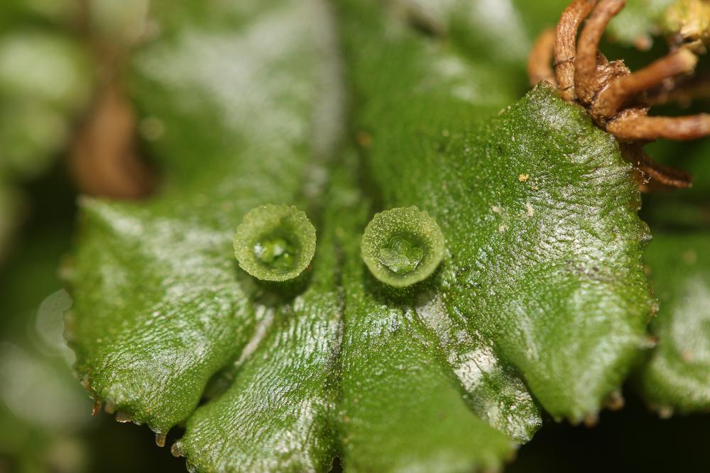 Marchantia polymorpha L., 1753