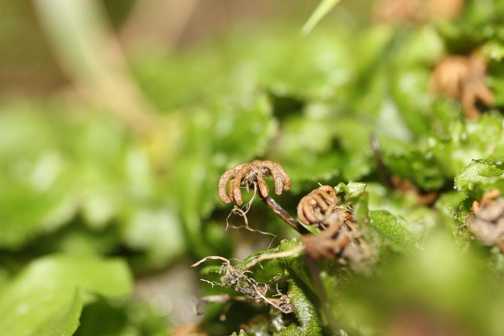 Marchantia polymorpha L., 1753