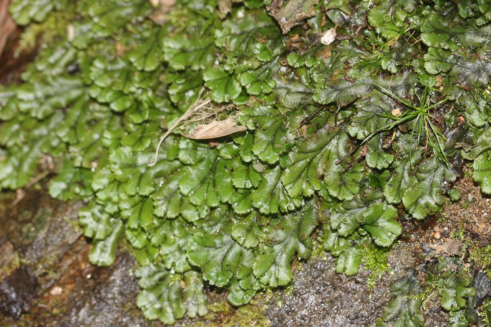 Marchantia polymorpha L., 1753