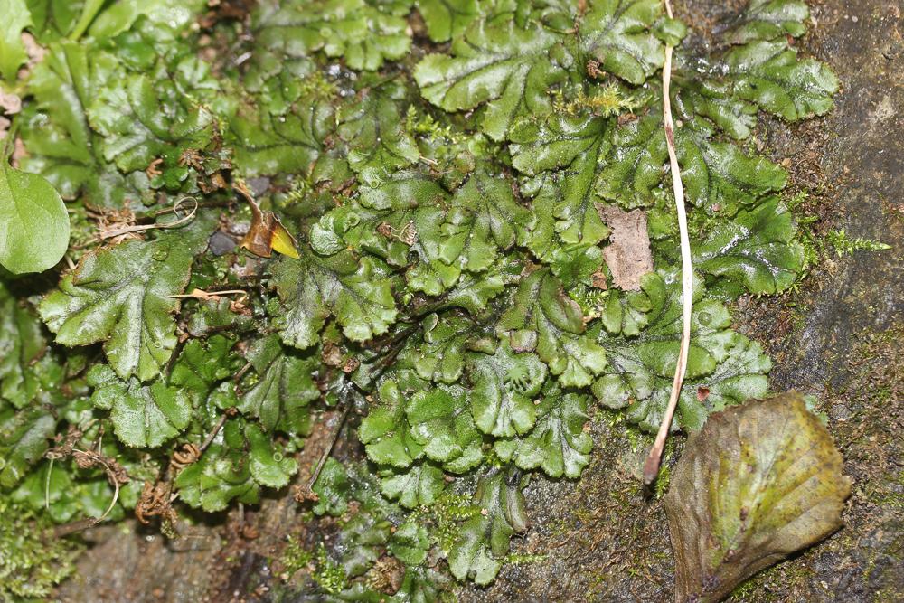 Marchantia polymorpha L., 1753