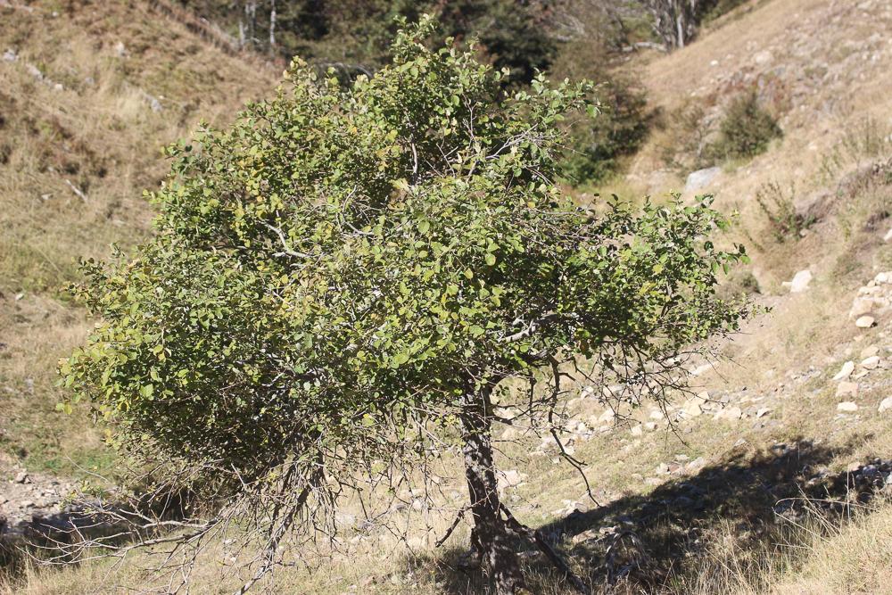 Saule marsault, Saule des chèvres Salix caprea L., 1753