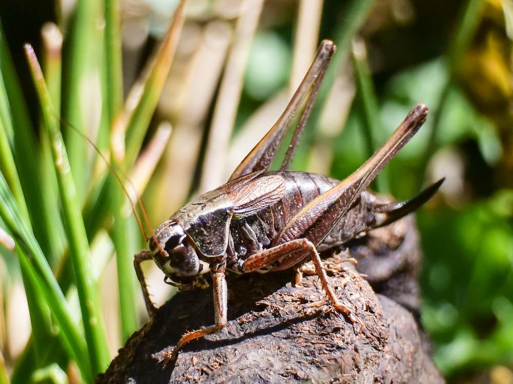 Decticelle des alpages Metrioptera saussuriana (Frey-Gessner, 1872)