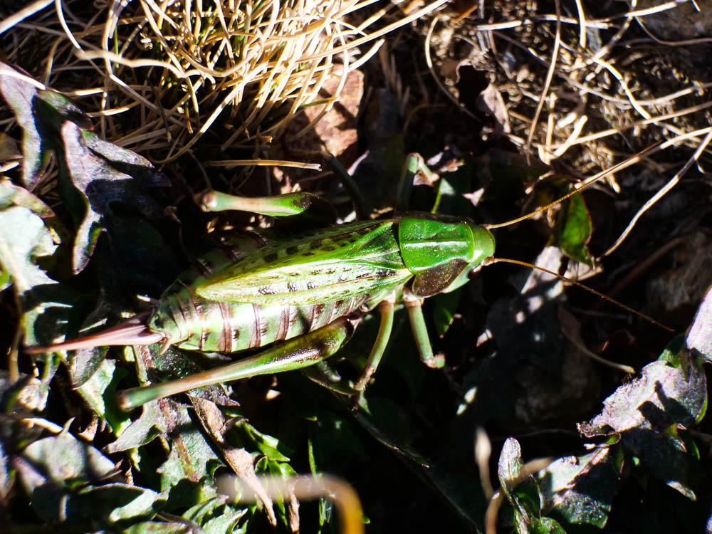 Dectique verrucivore, Sauterelle à sabre, Sauterel Decticus verrucivorus (Linnaeus, 1758)
