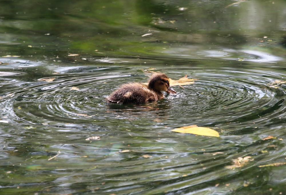 Canard colvert Anas platyrhynchos Linnaeus, 1758