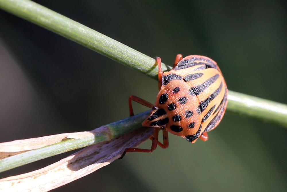 Graphosoma semipunctatum (Fabricius, 1775)
