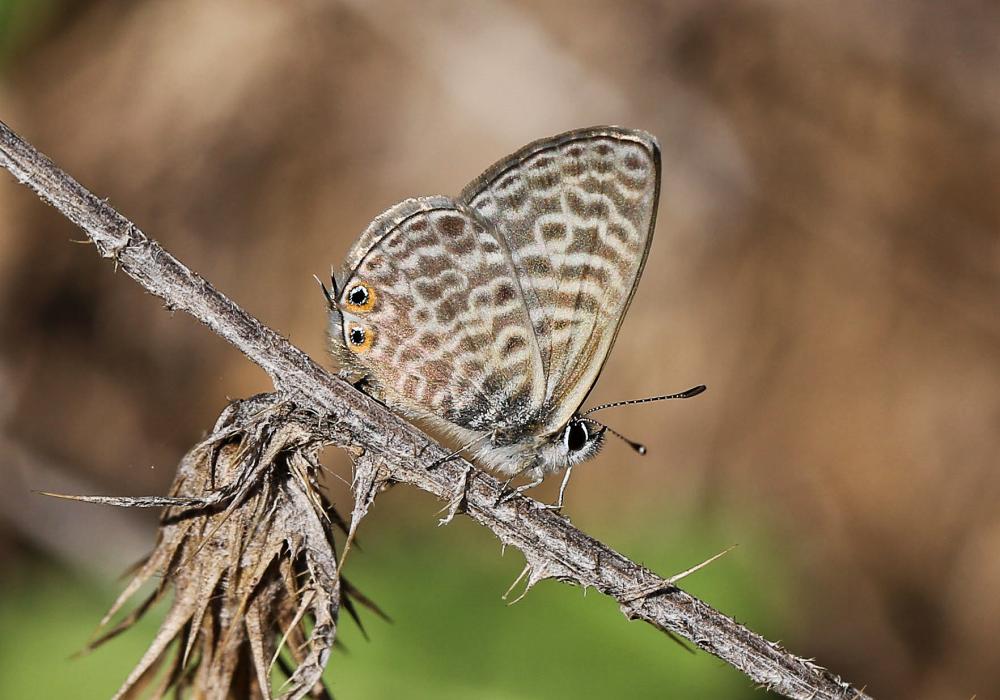 Azuré de la Luzerne (L'), Azuré de Lang (L'), Argu Leptotes pirithous (Linnaeus, 1767)