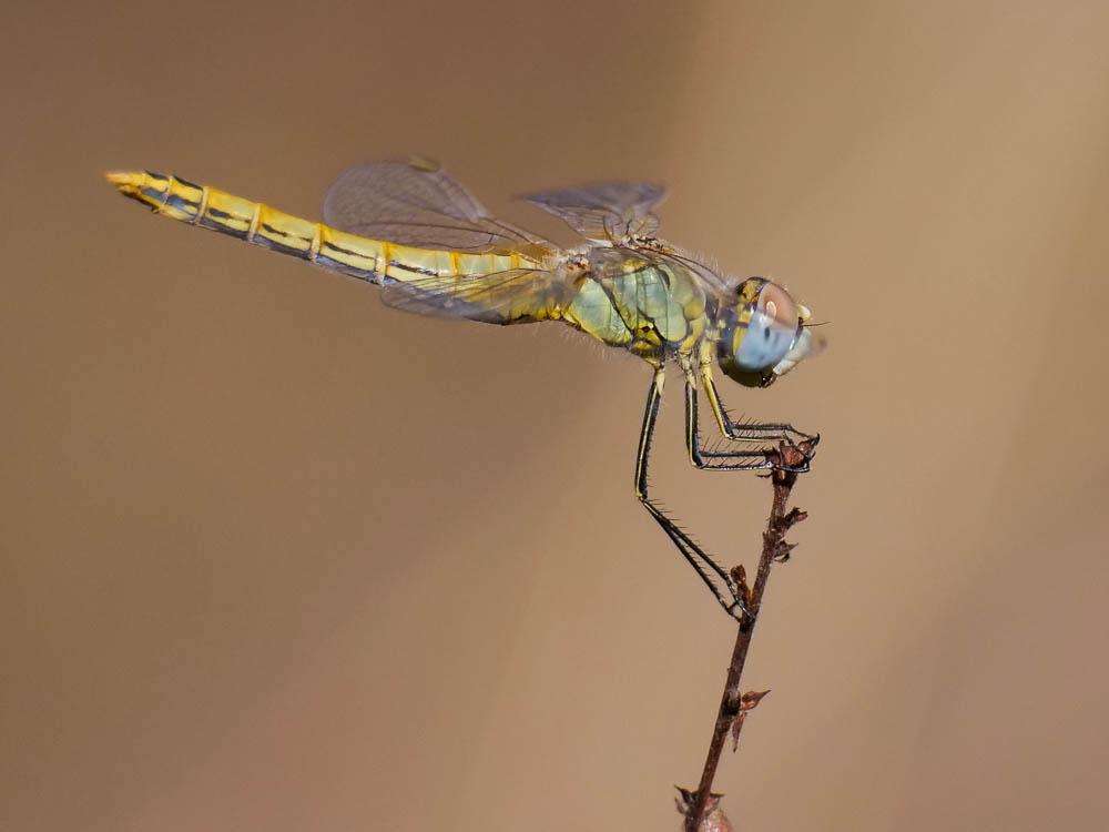 Sympétrum de Fonscolombe (Le) Sympetrum fonscolombii (Selys, 1840)