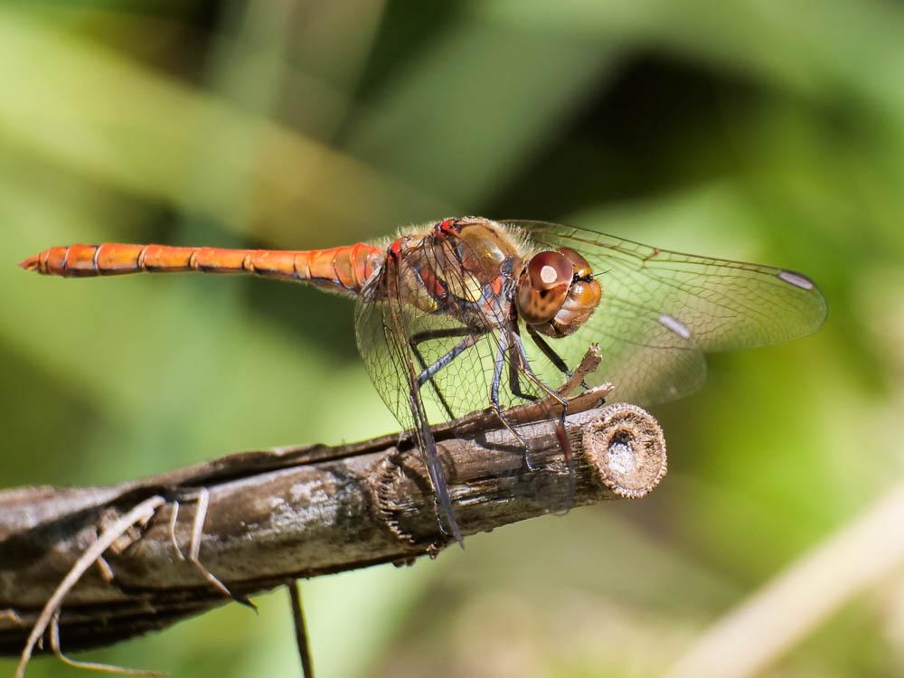 Sympétrum fascié (Le) Sympetrum striolatum (Charpentier, 1840)