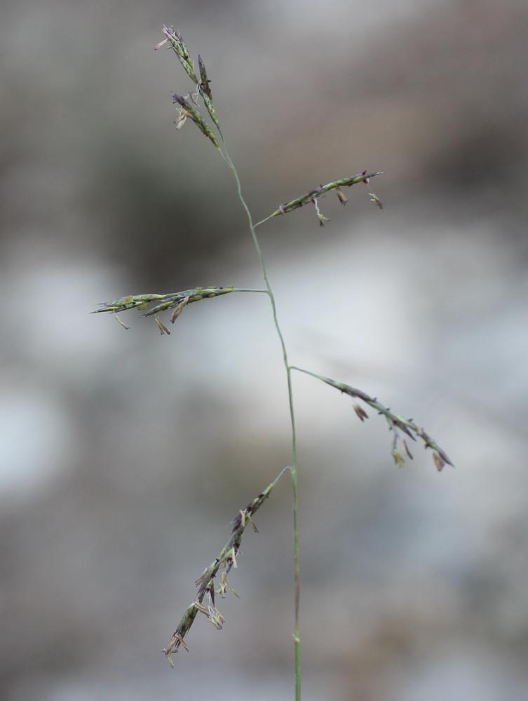 Cleistogène tardif Kengia serotina (L.) Packer, 1960