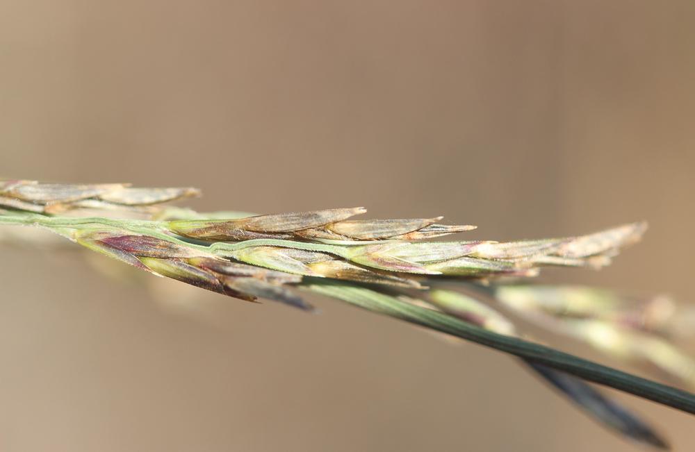 Cleistogène tardif Kengia serotina (L.) Packer, 1960
