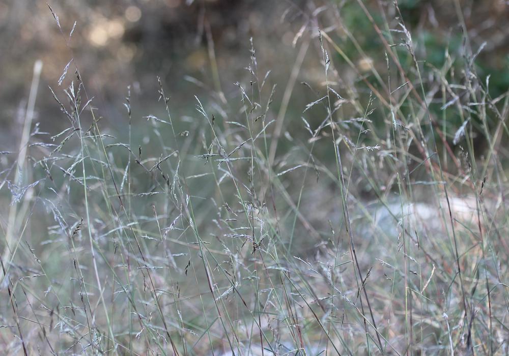 Cleistogène tardif Kengia serotina (L.) Packer, 1960