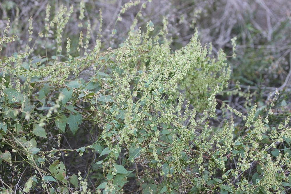 Renouée des haies, Vrillée des buissons Fallopia dumetorum (L.) Holub, 1971