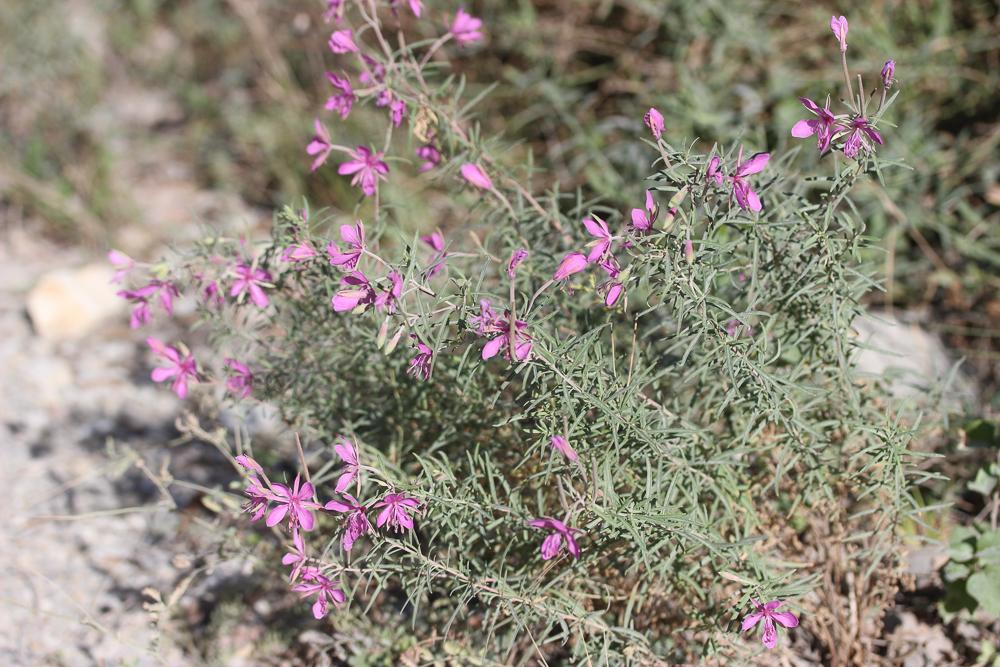 Épilobe à feuilles de romarin, Épilobe Romarin Epilobium dodonaei Vill., 1779
