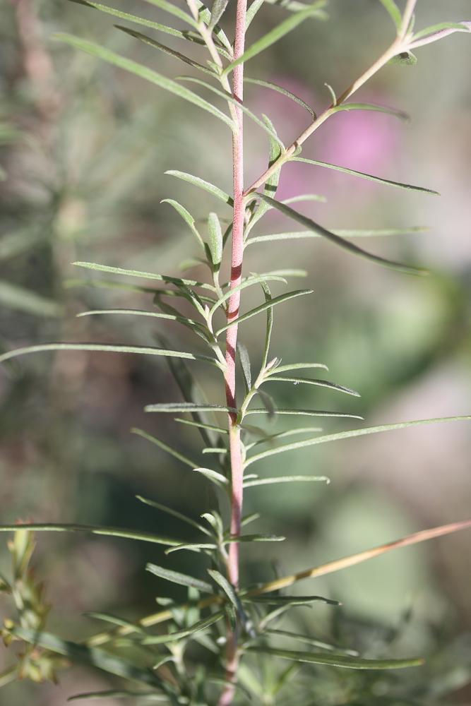Épilobe à feuilles de romarin, Épilobe Romarin Epilobium dodonaei Vill., 1779