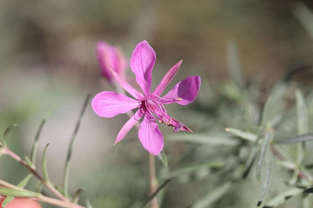 Épilobe à feuilles de romarin, Épilobe Romarin Epilobium dodonaei Vill., 1779