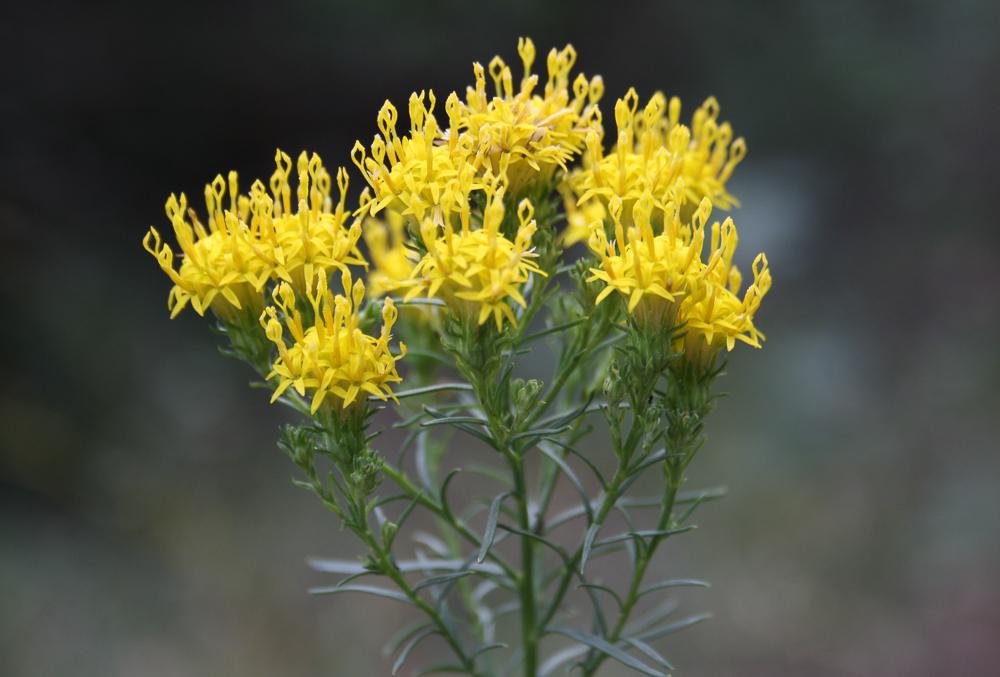 Aster linosyris, Linosyris, Linosyris à feuilles d Galatella linosyris (L.) Rchb.f., 1854
