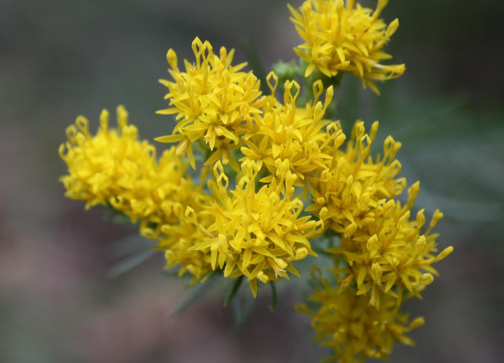 Aster linosyris, Linosyris, Linosyris à feuilles d Galatella linosyris (L.) Rchb.f., 1854