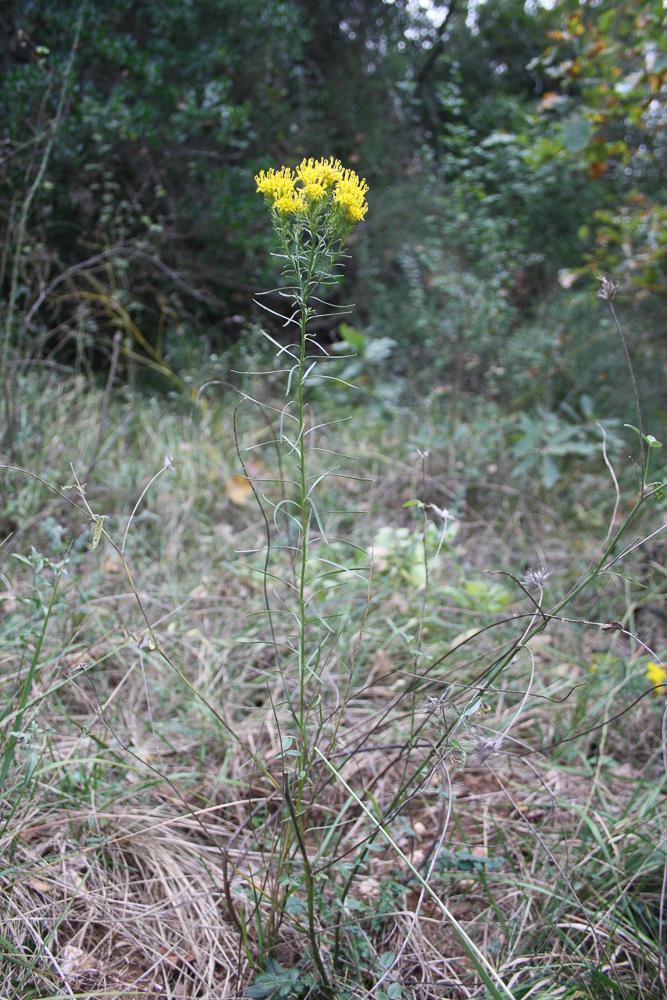 Aster linosyris, Linosyris, Linosyris à feuilles d Galatella linosyris (L.) Rchb.f., 1854