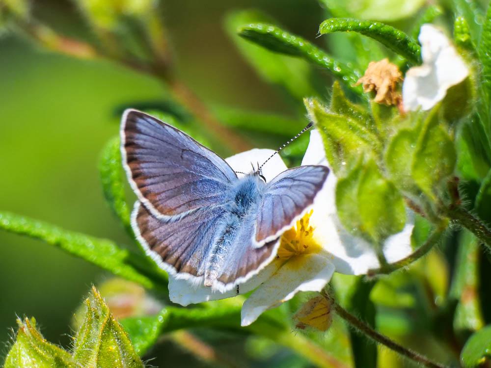 Azuré tyrrhénien (L'), Azuré du genêt corse (L'), Plebejus bellieri (Oberthür, 1910)