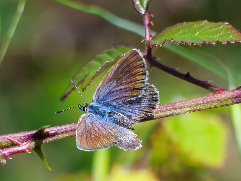 Azuré tyrrhénien (L'), Azuré du genêt corse (L'), Plebejus bellieri (Oberthür, 1910)