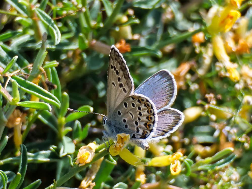 Azuré tyrrhénien (L'), Azuré du genêt corse (L'), Plebejus bellieri (Oberthür, 1910)