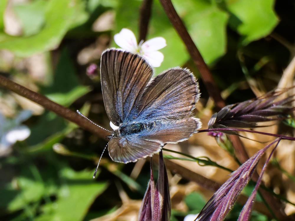 Azuré tyrrhénien (L'), Azuré du genêt corse (L'), Plebejus bellieri (Oberthür, 1910)