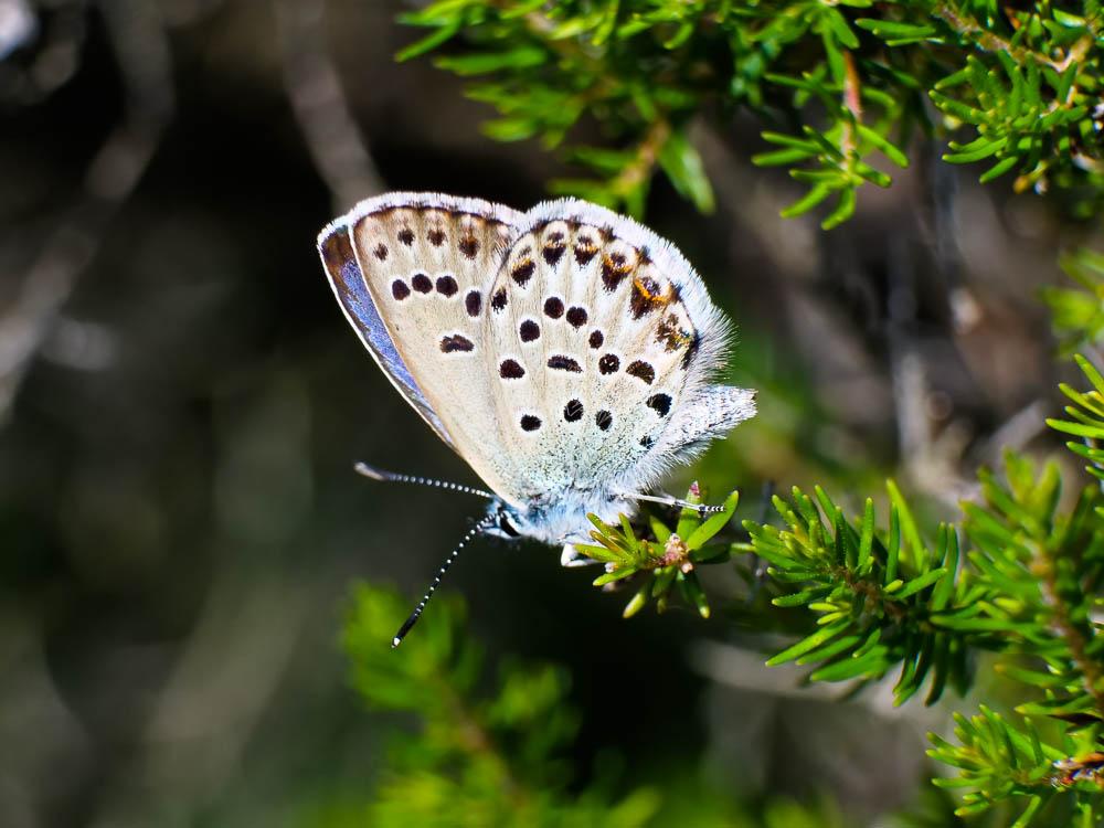 Azuré tyrrhénien (L'), Azuré du genêt corse (L'), Plebejus bellieri (Oberthür, 1910)