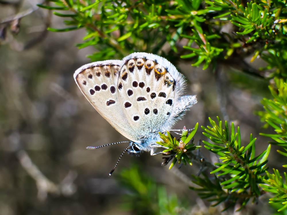 Azuré tyrrhénien (L'), Azuré du genêt corse (L'), Plebejus bellieri (Oberthür, 1910)