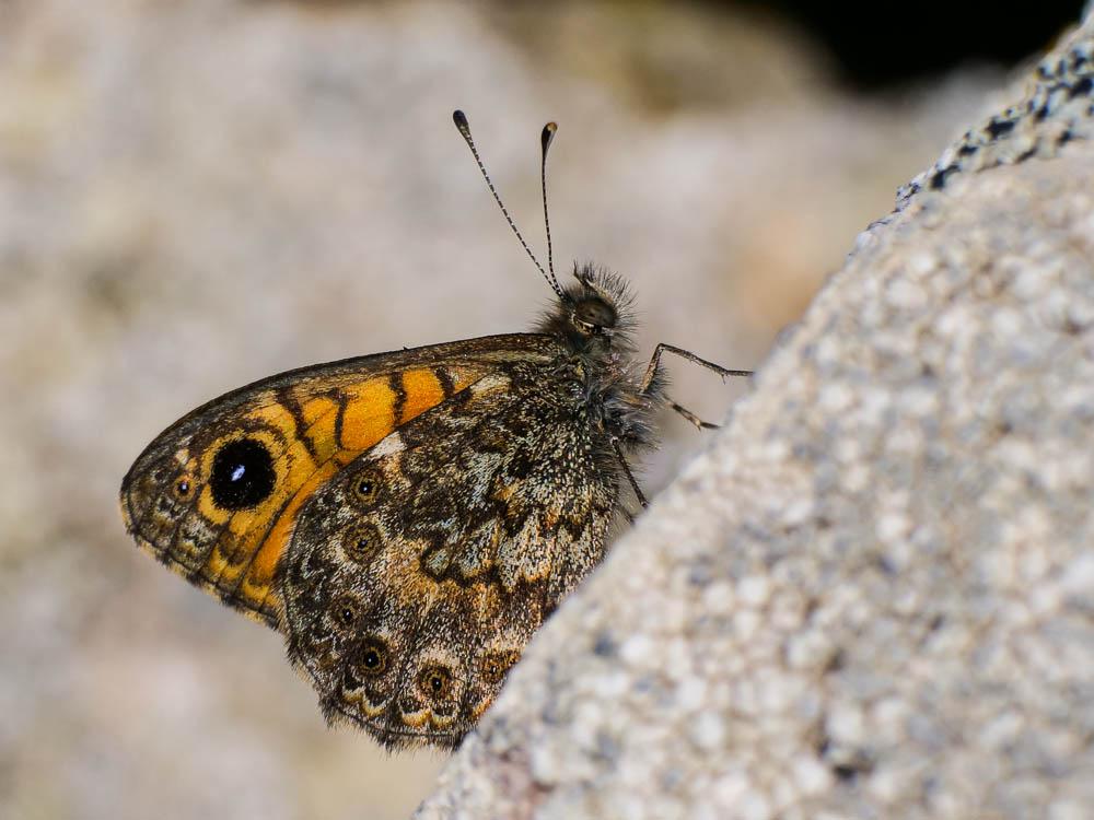 Mégère corse (La), Satyre tyrrhénien (Le) Lasiommata paramegaera (Hübner, 1824)
