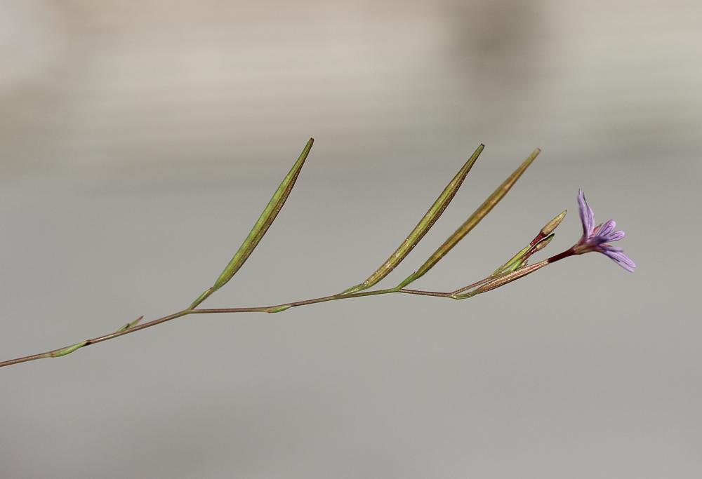 Épilobe d'automne Epilobium brachycarpum C.Presl, 1831