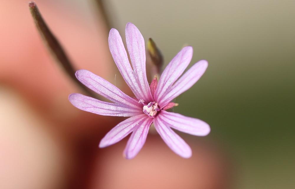 Épilobe d'automne Epilobium brachycarpum C.Presl, 1831
