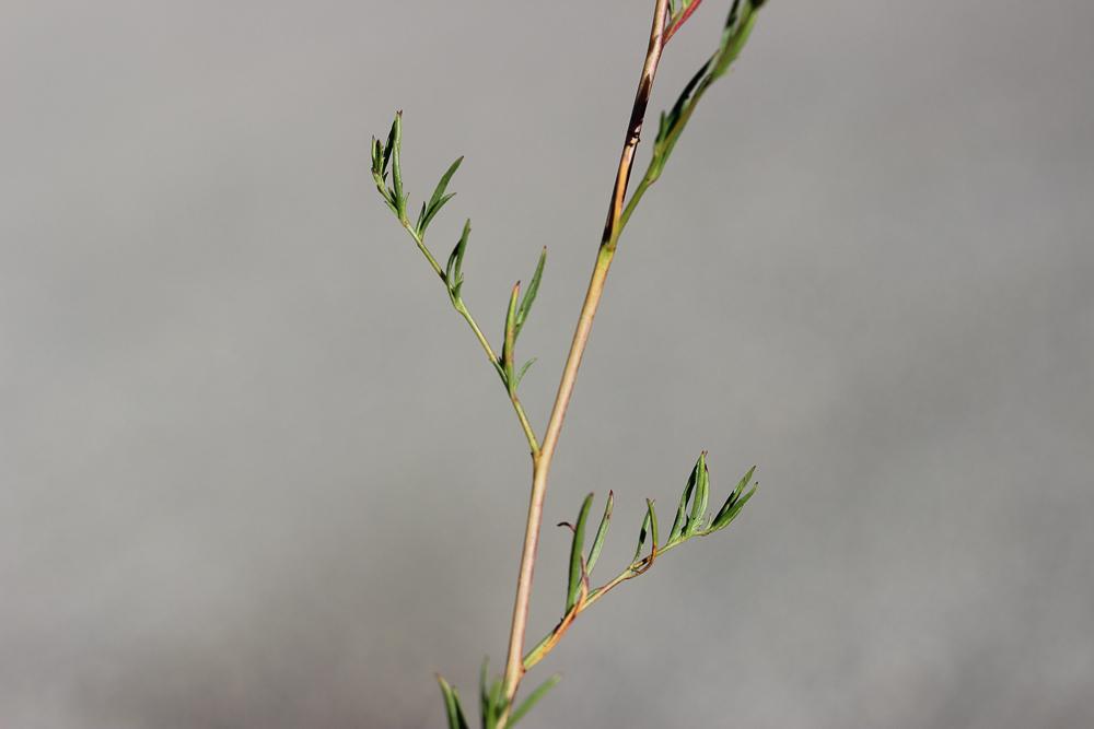 Épilobe d'automne Epilobium brachycarpum C.Presl, 1831