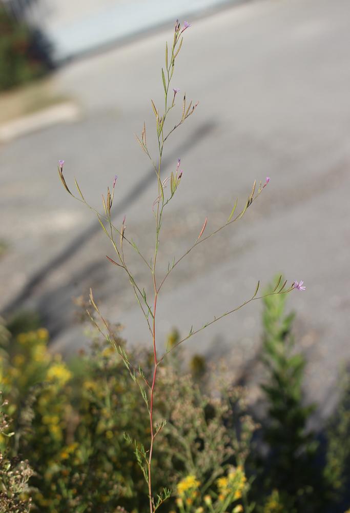 Épilobe d'automne Epilobium brachycarpum C.Presl, 1831