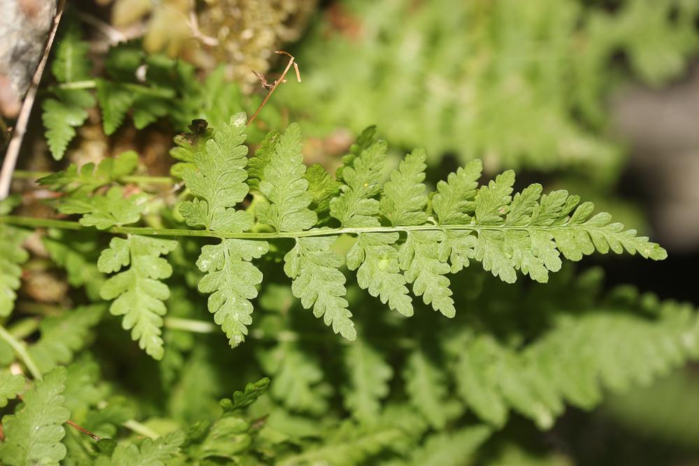 Cystoptéris fragile, Capillaire blanche, Capillair Cystopteris fragilis (L.) Bernh., 1805