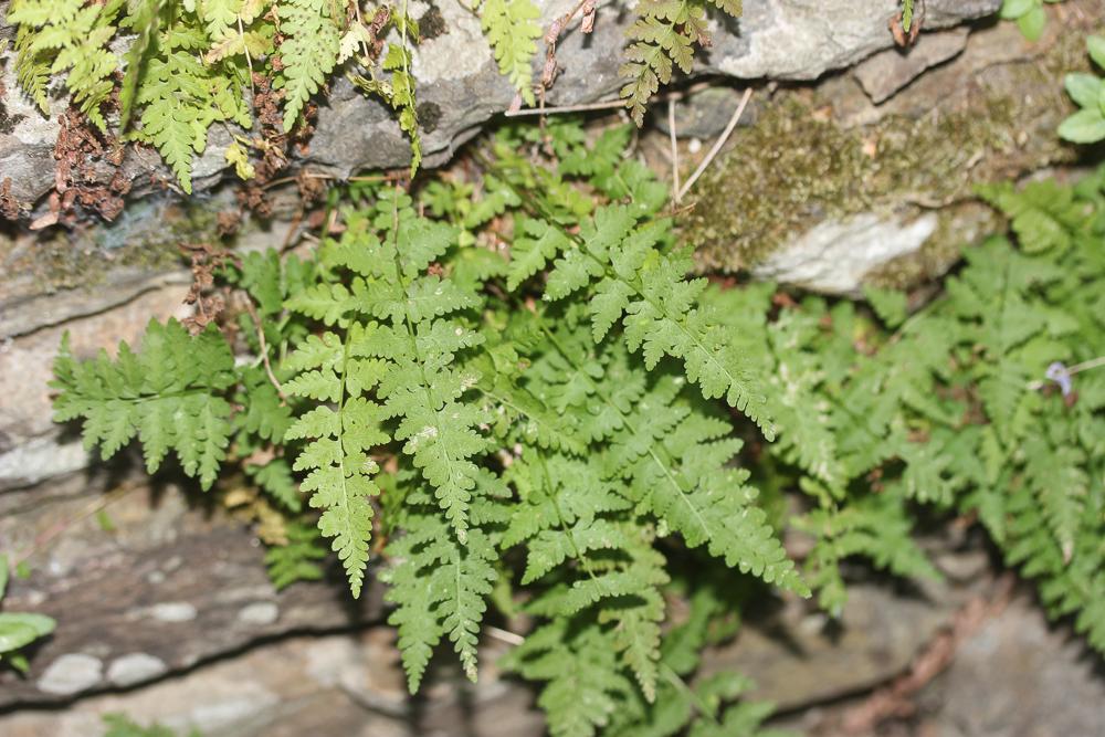 Cystoptéris fragile, Capillaire blanche, Capillair Cystopteris fragilis (L.) Bernh., 1805