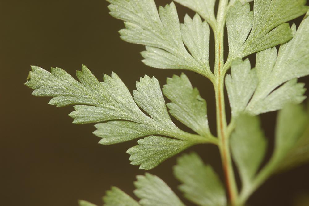 Capillaire noir, Doradille noir Asplenium adiantum-nigrum L., 1753